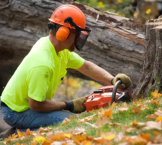 tree services Pilot Mountain